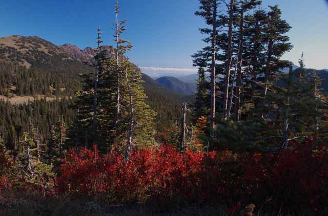 Hurricane Ridge